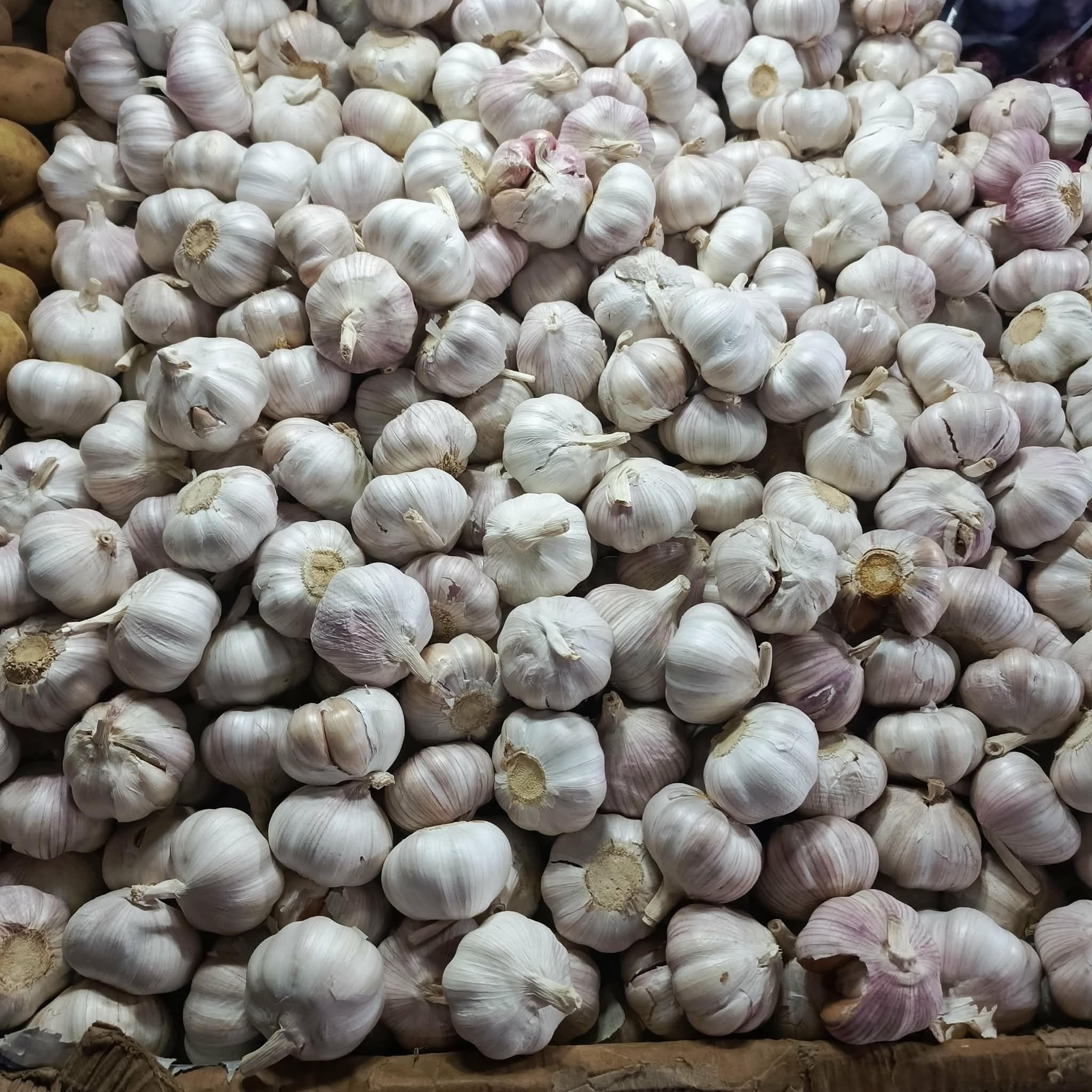 Garlic