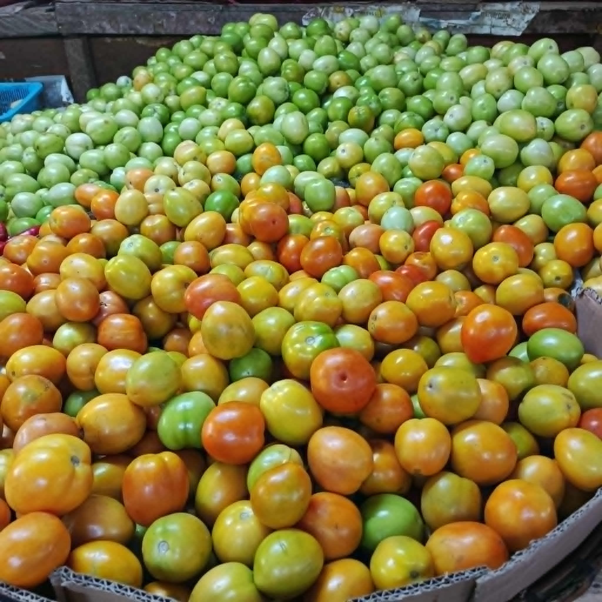 Tomato