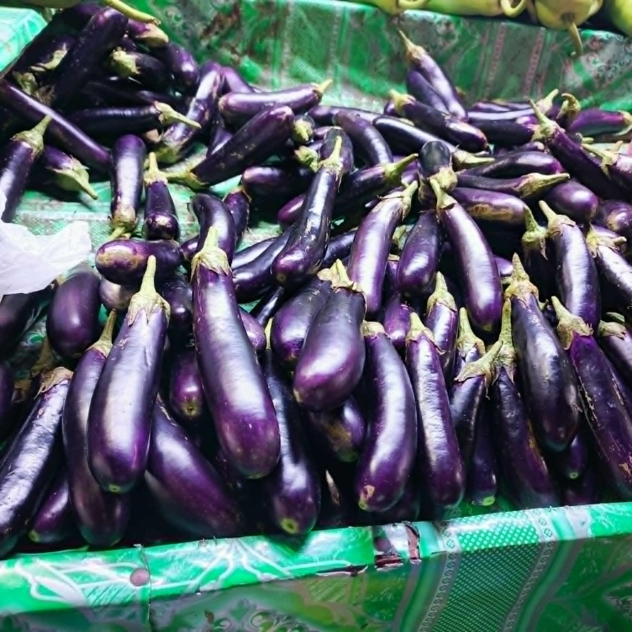 Eggplant