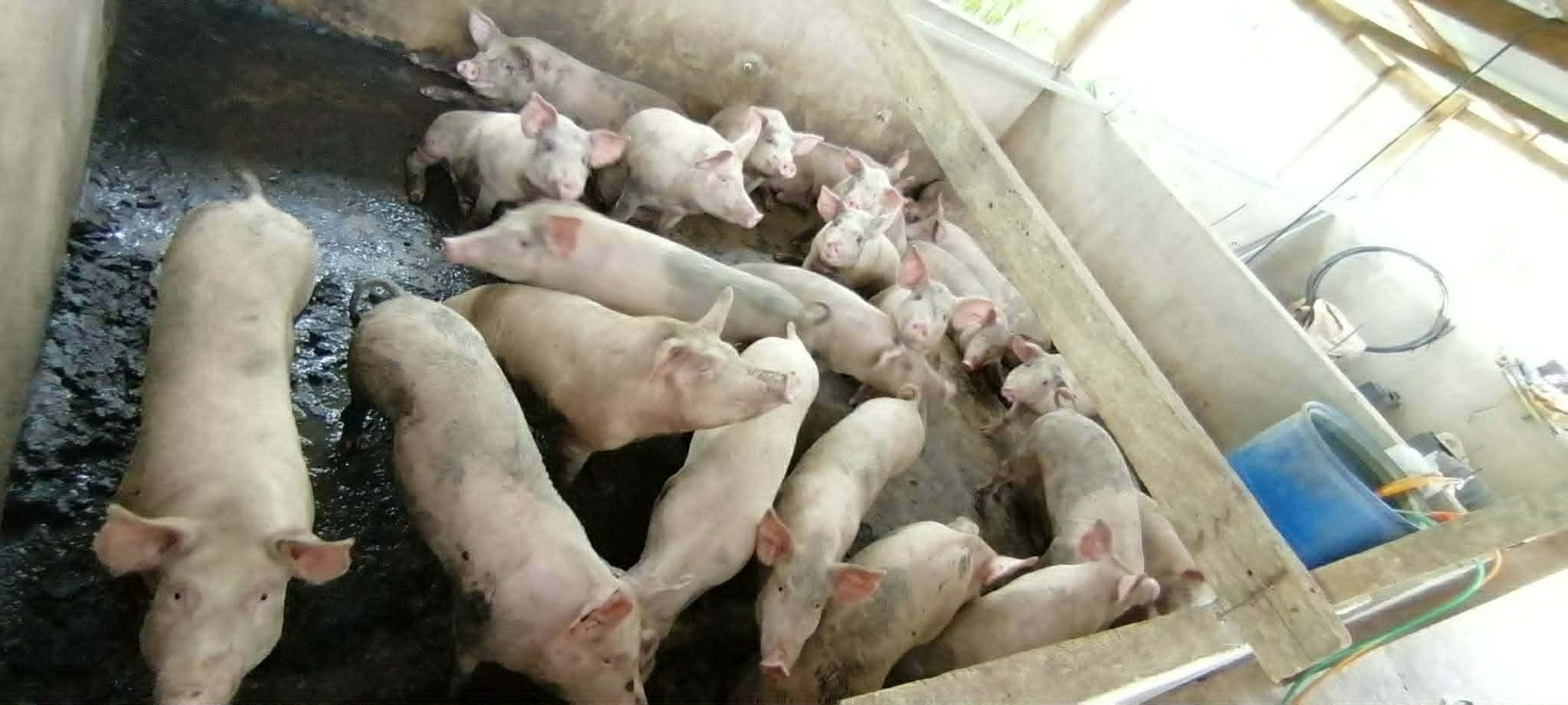Oikos Orchard and Farm (Pigs Range 80 - 100kg)