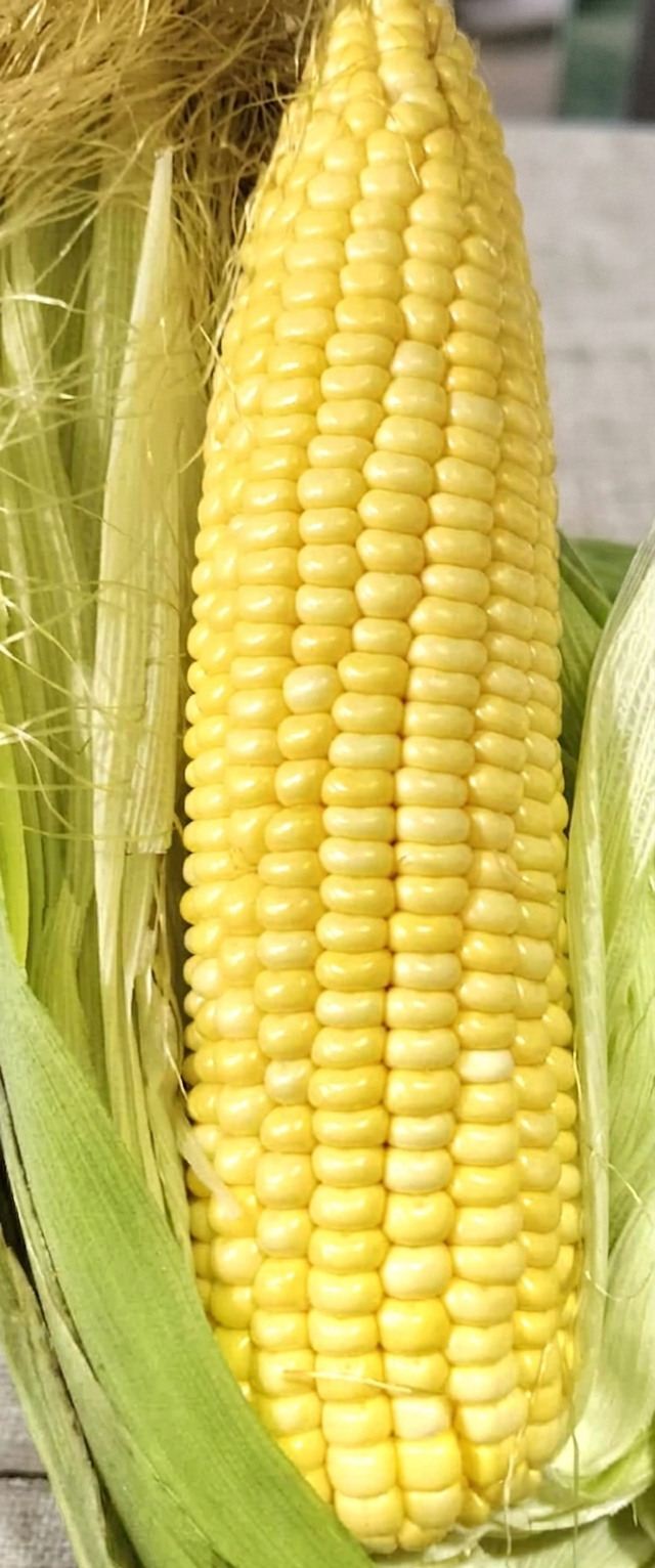 Wholesale Sweet Corn – Sweet & Farm-Fresh