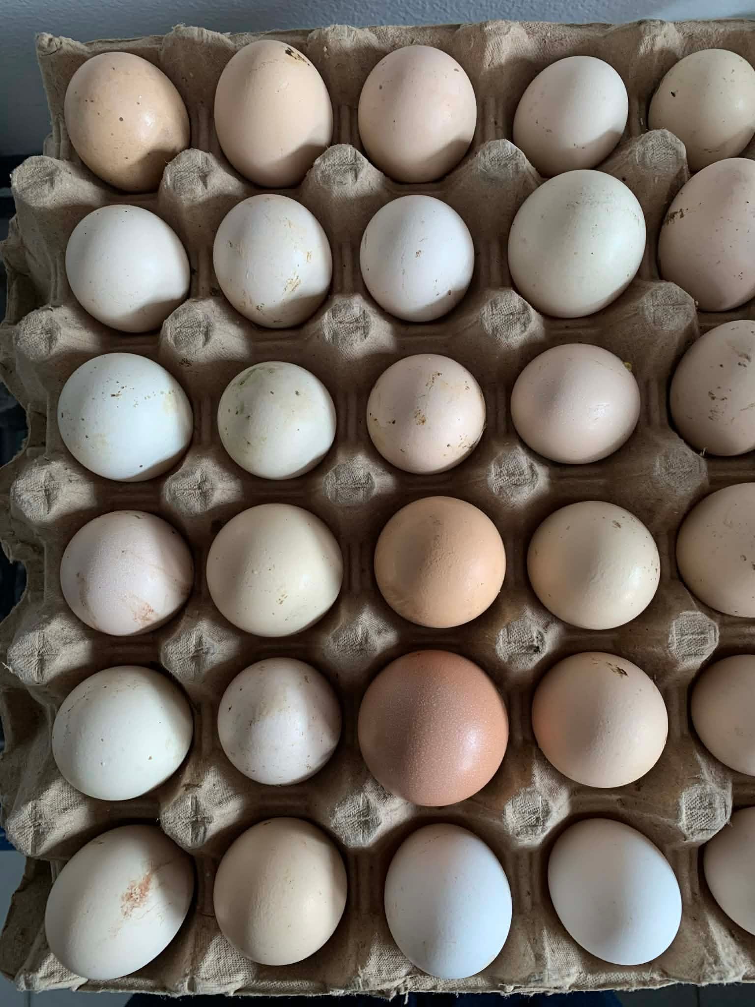 Fresh Native Egg