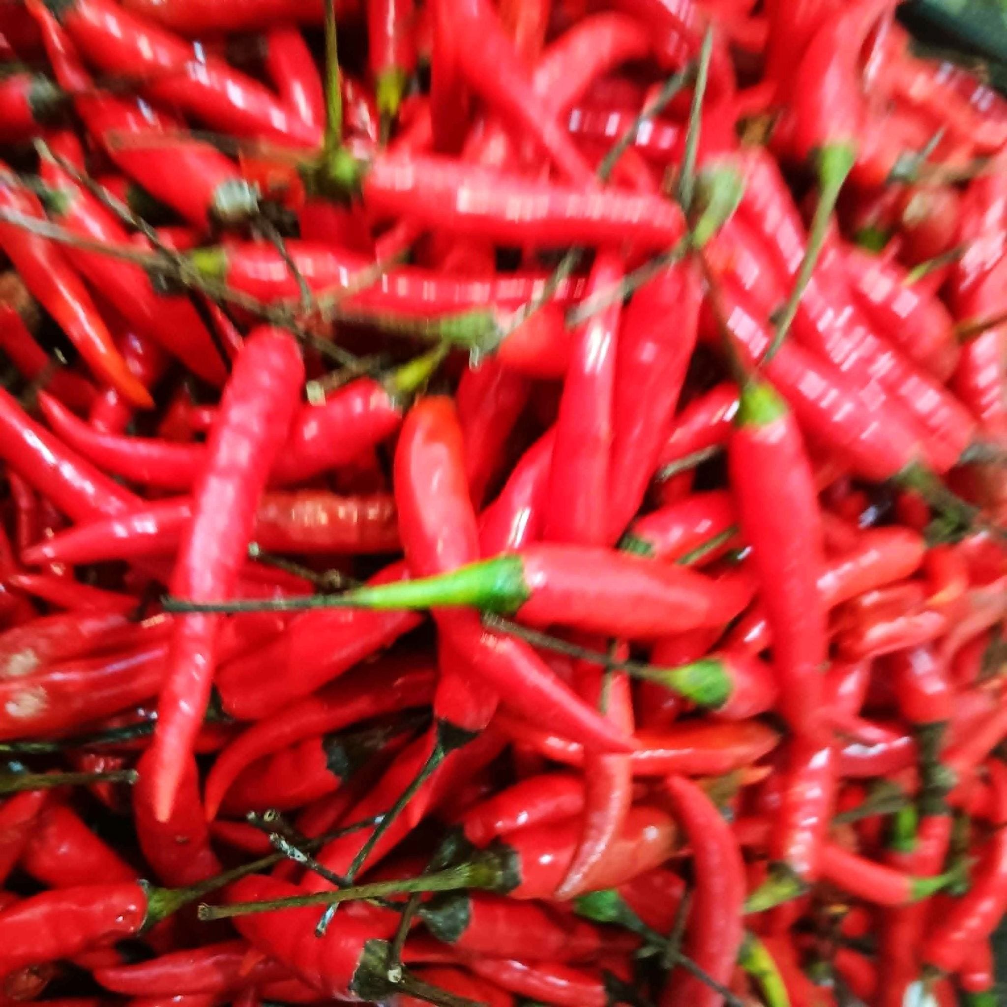 Premium Harvest Siling Labuyo - Fresh from Local Farms
