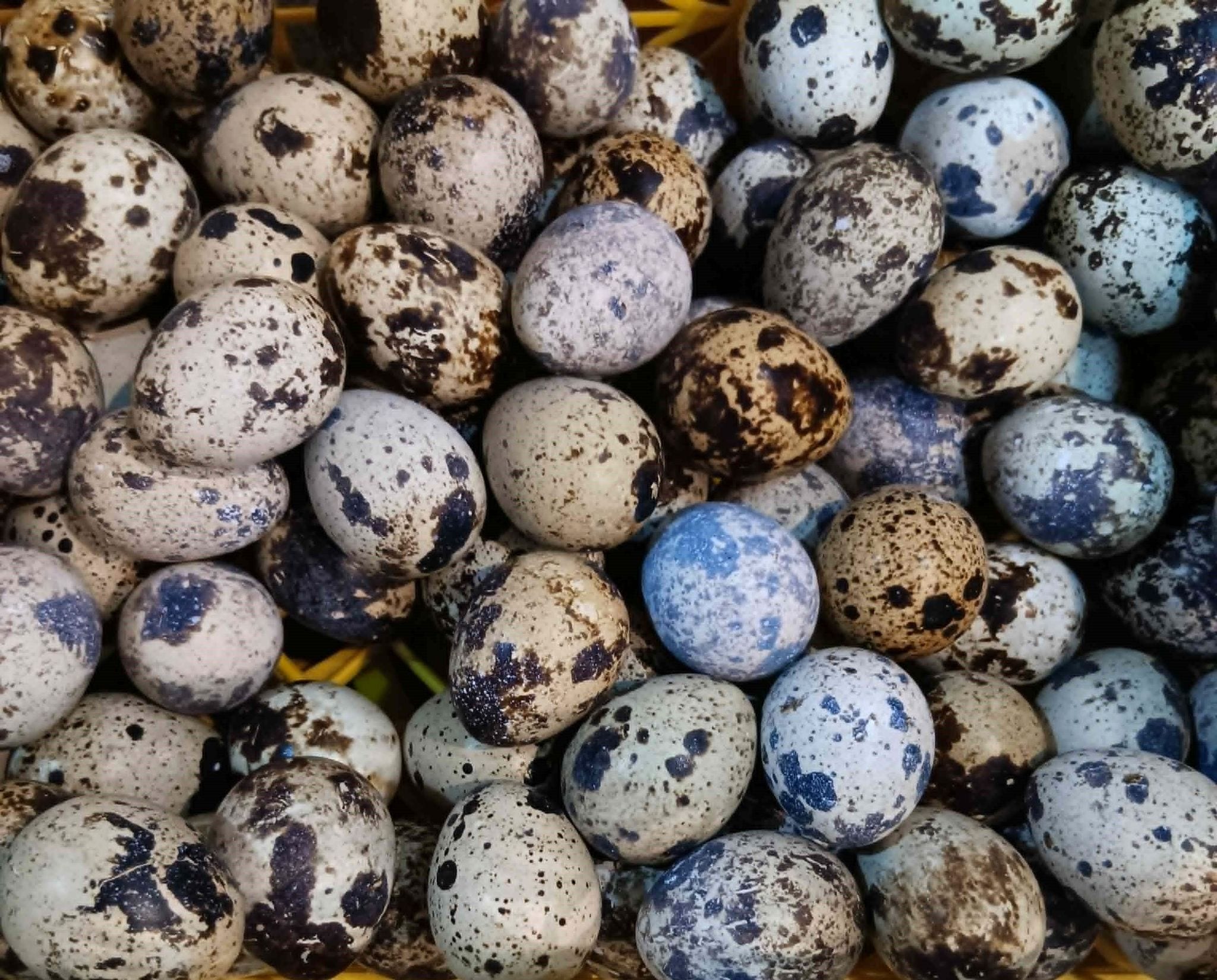 FreshNest Quail Eggs - Direct from the Farm