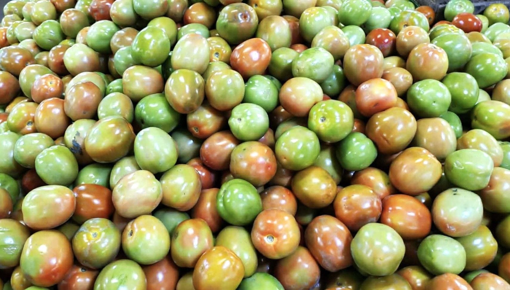 Fresh Pick Local Tomato - Retail & Box Supply