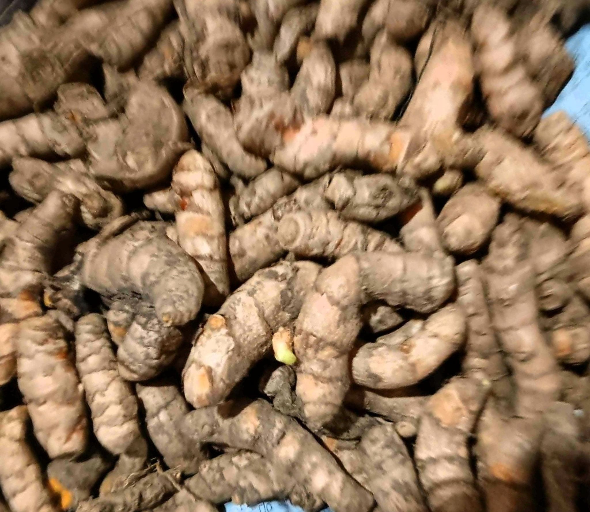 Nature’s Gold – Fresh Turmeric