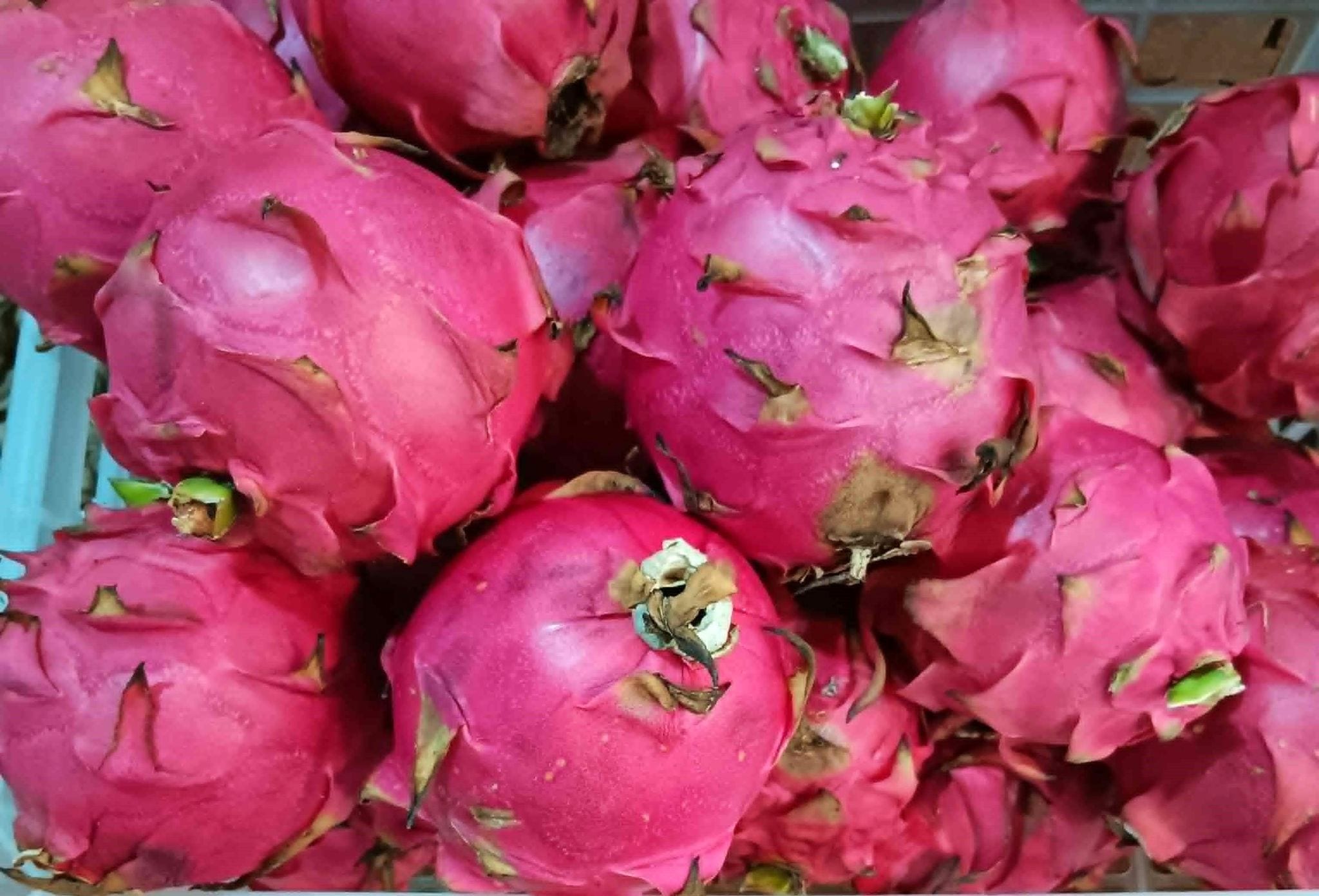 Sweet Harvest Dragon Fruit – Orchard Select