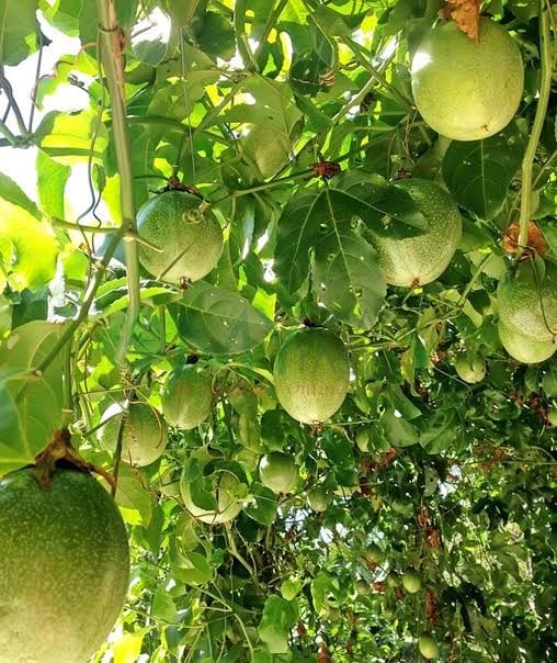 Oikos Orchard and Farm Passion Fruit