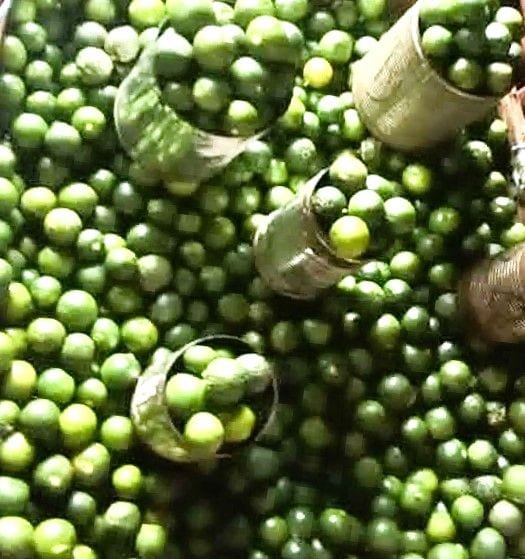 Calamansi Sold by Takal/Takos