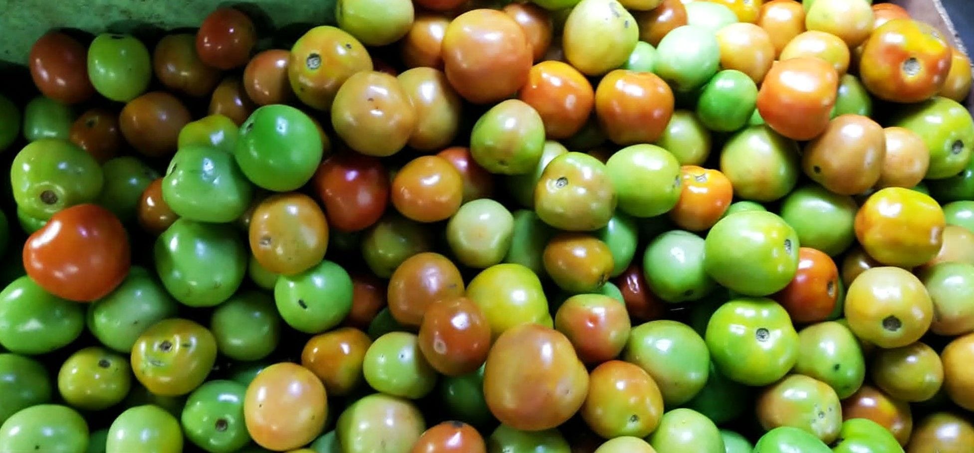 Fresh Local Tomatoes