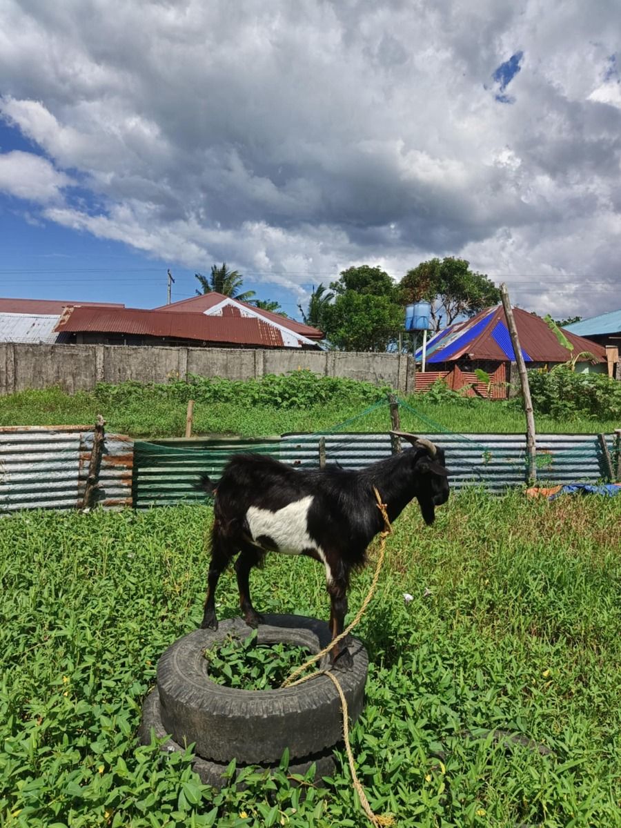 Goat 1y.o Buck for rehome