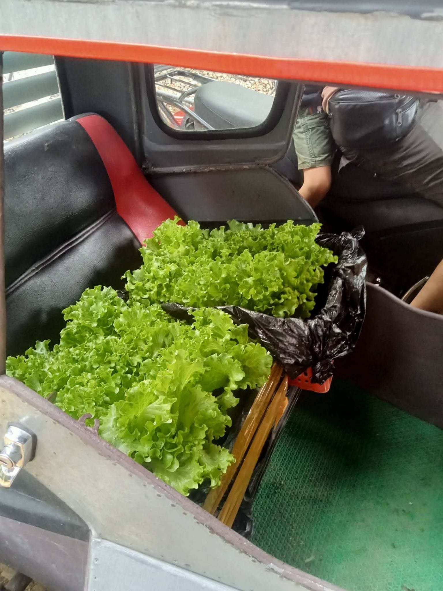 Hydroponics Lettuce