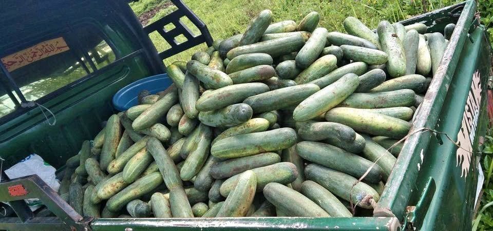 Fresh Green Pipino for Sale – Crisp & Refreshing