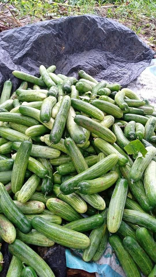 Fresh & Crunchy Green Cucumber – Available Now