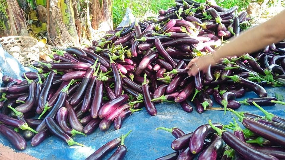 🍆 Fresh Talong – Perfect for Grilling, Frying & Cooking