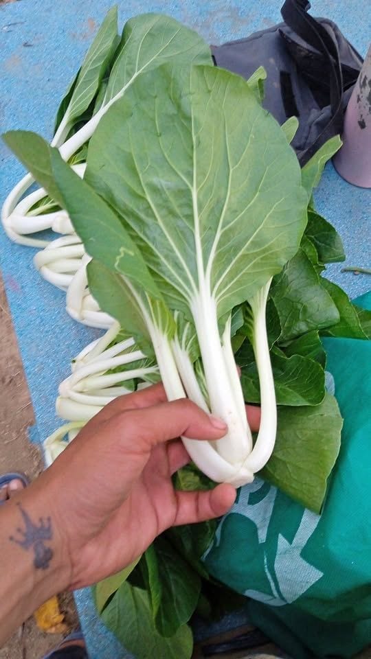 🥬 Tender Pechay – Perfect for Soups & Stir-Fry