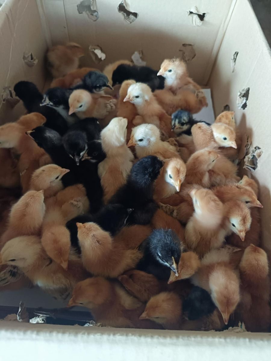 Dominant CZ d102 and D109 superior f1 chicks for inasal and brown egg layer