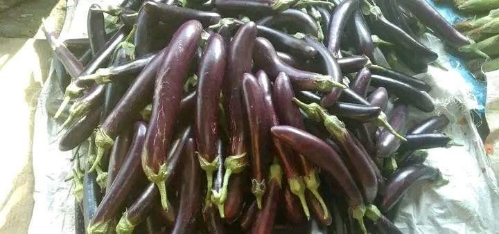🍆 Farm-Fresh Talong – Fresh, Tender & Delicious