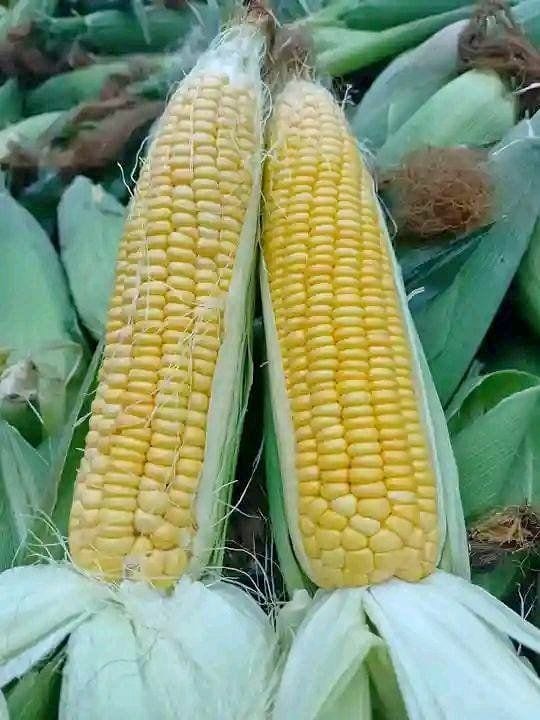 🌽 Sweet & Juicy Corn – Naturally Delicious