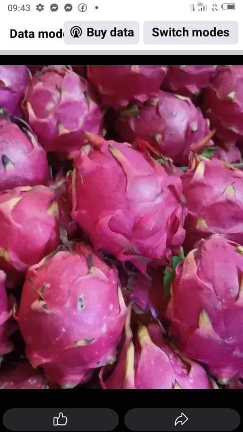 Sweet & Juicy Dragon Fruit – A Refreshing Tropical Treat