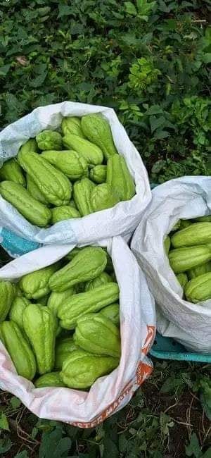 🥒 Crisp & Tender Sayote – Perfect for Everyday Meals