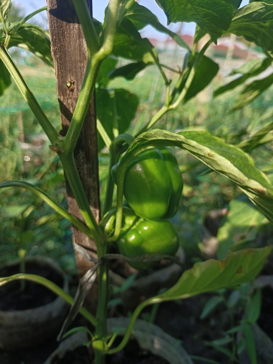 Organic Bell pepper for sale