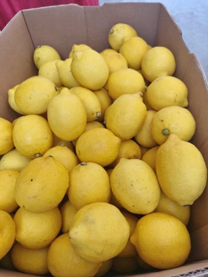 🍋 Zesty & Juicy Lemon – A Refreshing Citrus Favorite