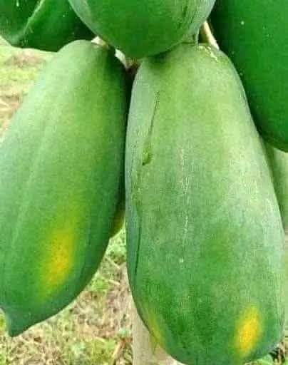 Locally Grown Fresh Papaya