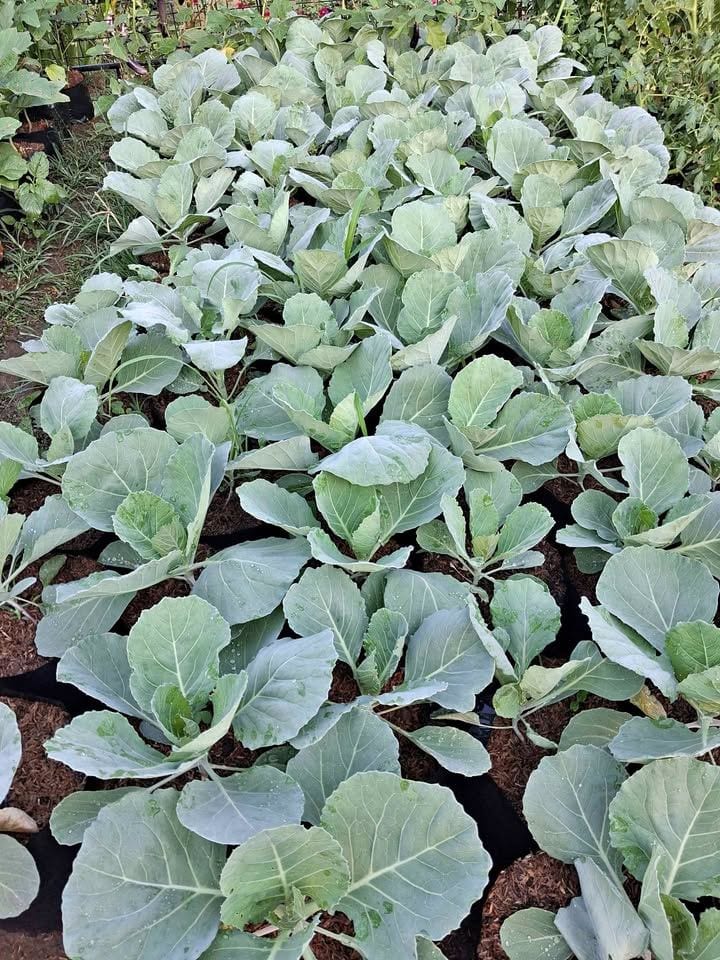 Healthy Potted Cabbage Plants for Sale 🥬🌱
