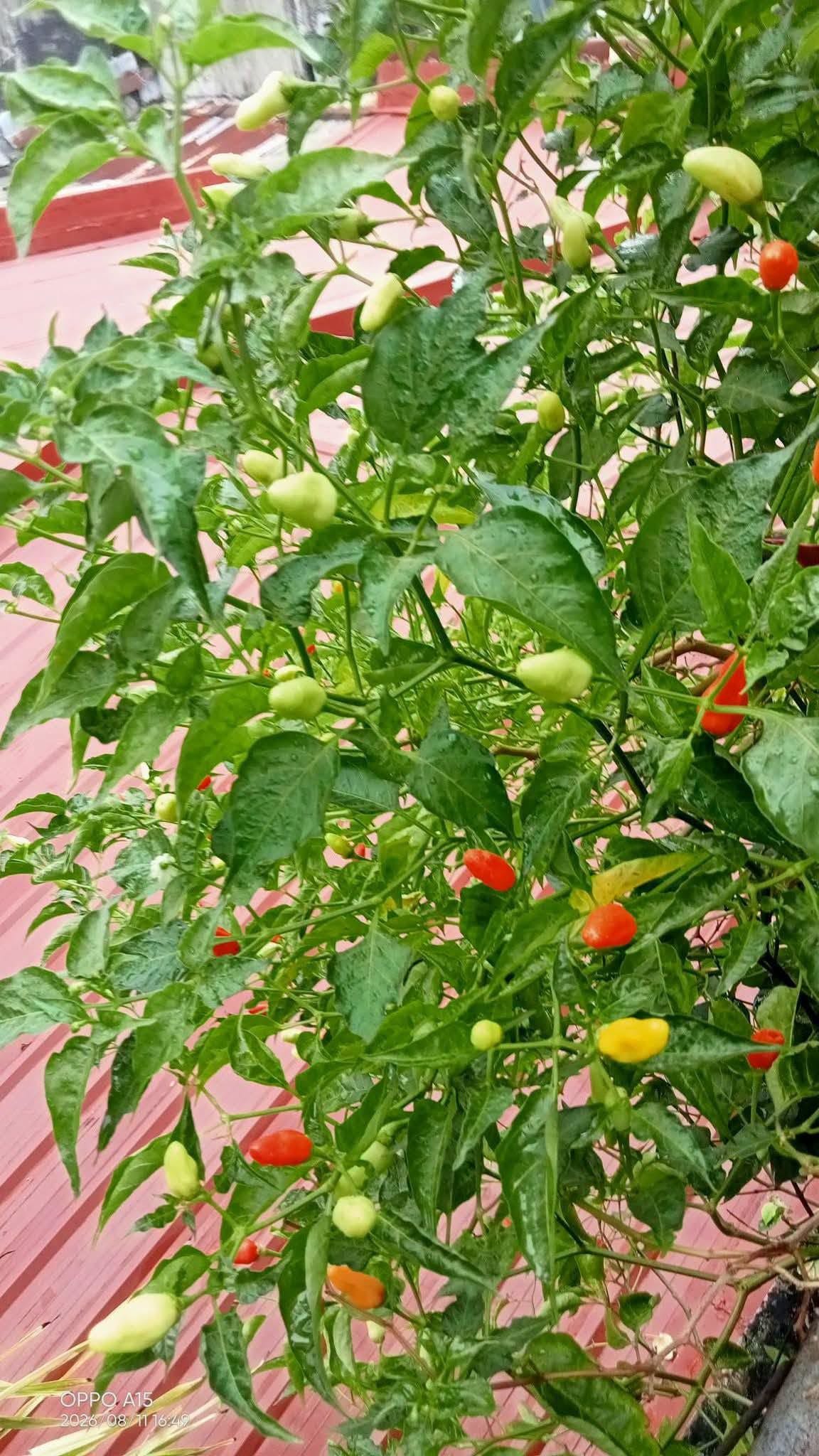🌱 Grow Your Own Sili – Healthy Potted Plants