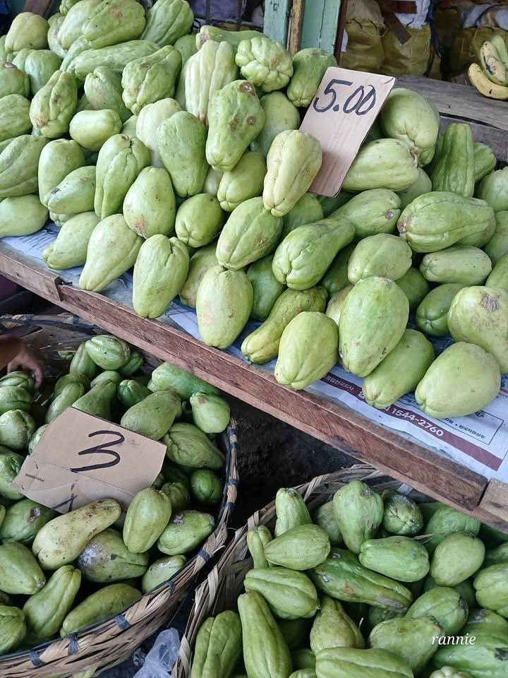 🥒 Farm-Fresh Sayote – Freshness You Can Taste