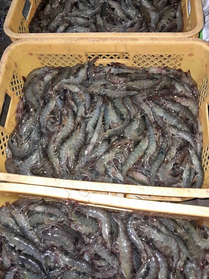 🍤 Fresh Local Shrimp – Seafood at Its Best