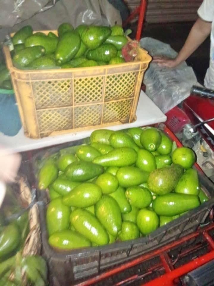 Davao City’s Locally Grown Avocado