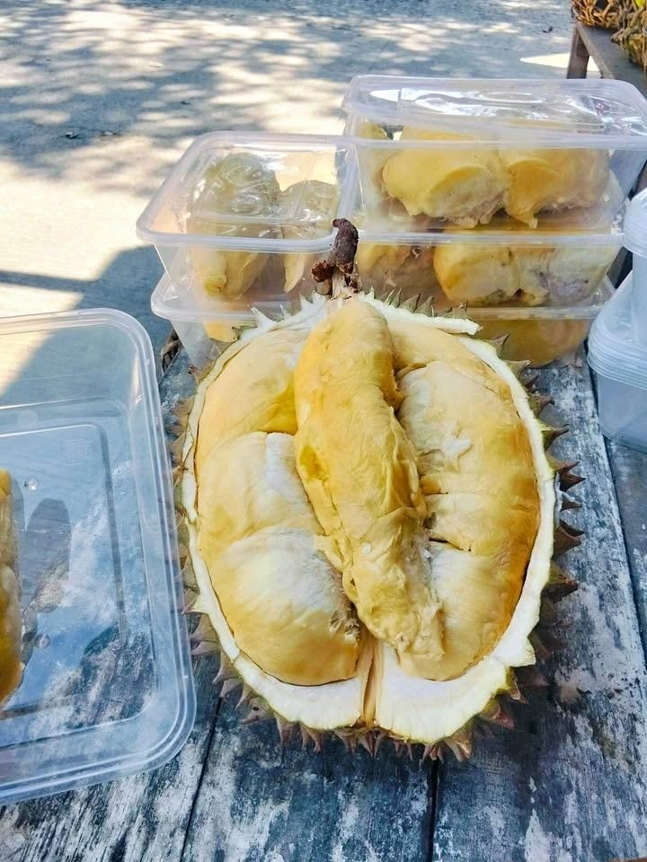 FRESH DURIAN !!! – Locally Grown in Davao City