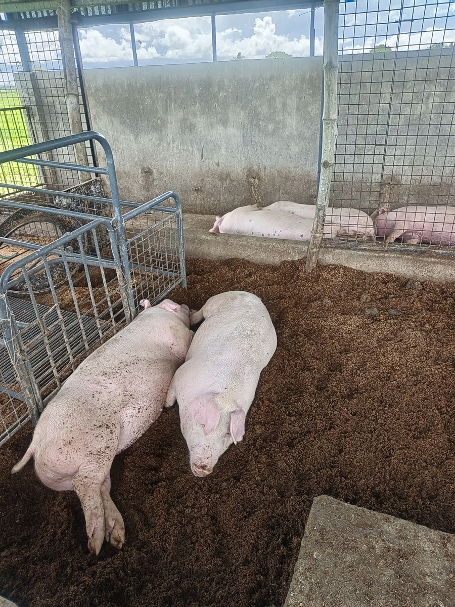 Fattening pig for release december