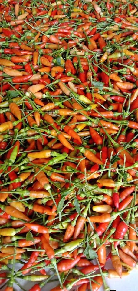 Chili Peppers – Fresh & Spicy