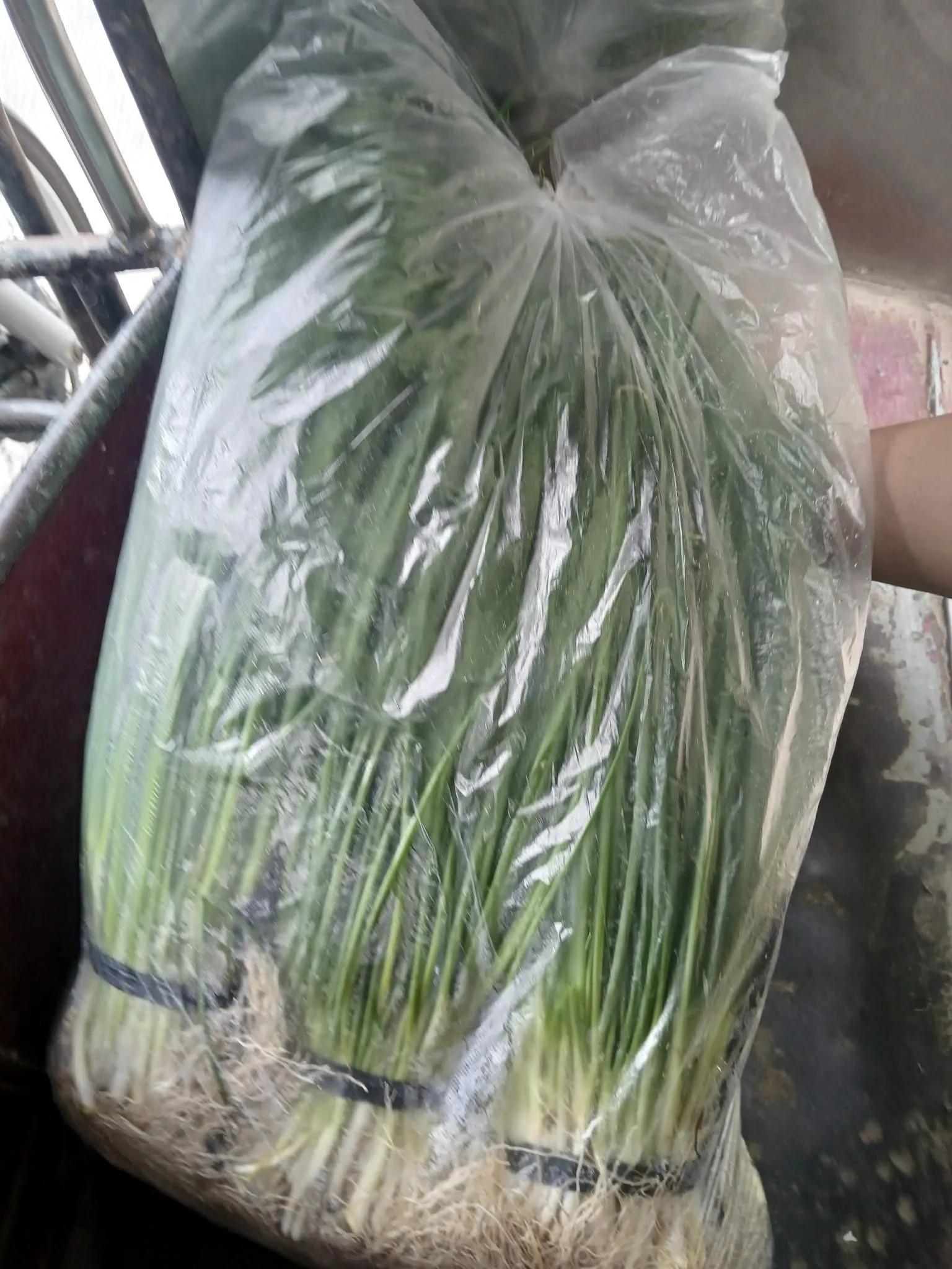 Spring Onion