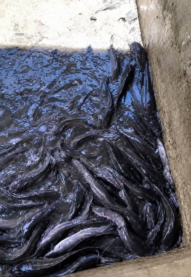 Fresh Hito – Ready for Your Next Meal !!!