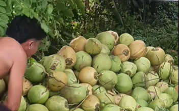 Quality Fresh Buko