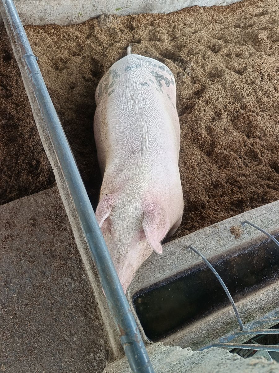MAMA PIG FOR SALR