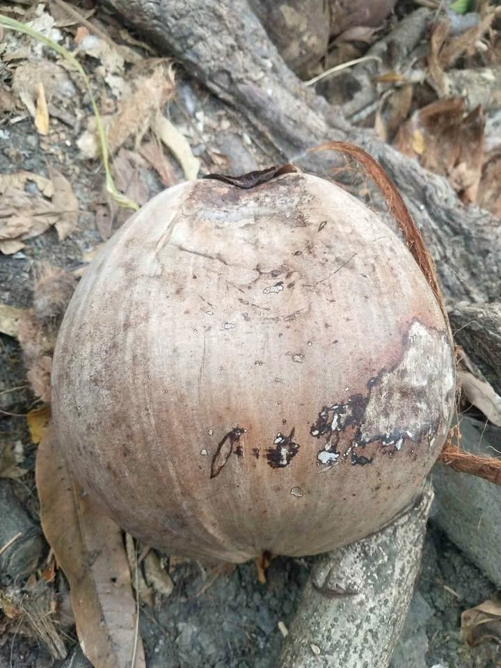 Zarraga Harvest: Native Lahin Niyog