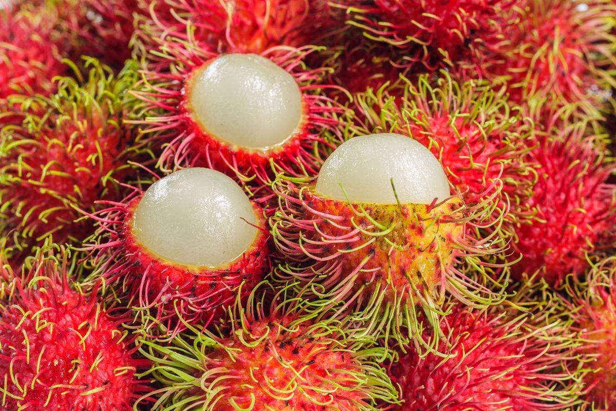 Fresh Rambutan for Sale – 30kg Box, Wholesale & Bulk (Batangas)