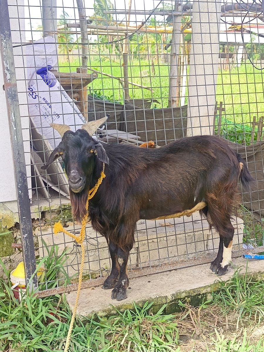 Breeder buck goat