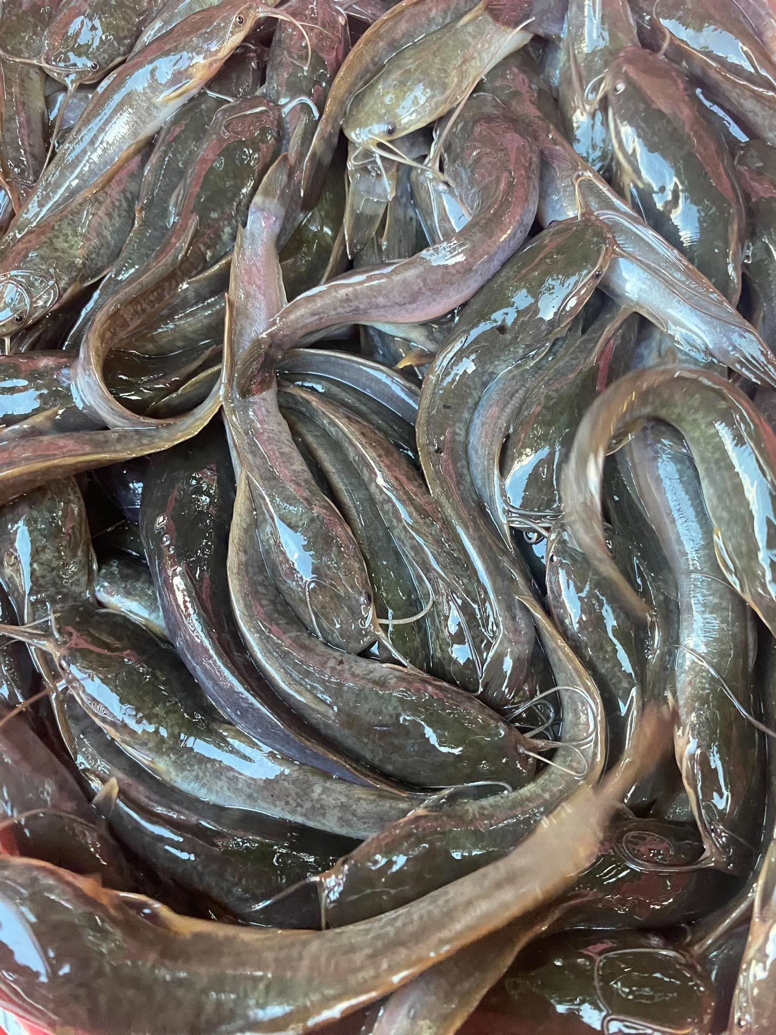 Farm-Raised Hito Fingerlings