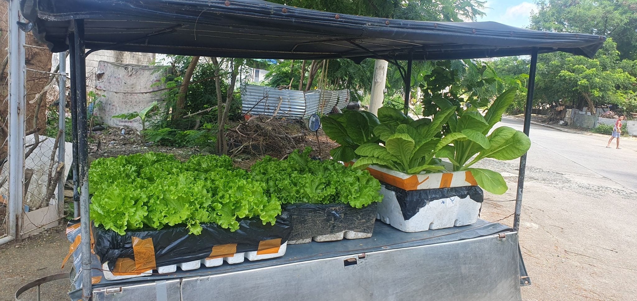 Lettuce and herbs farm