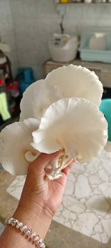 Fresh Oyster Mushrooms from Cebu